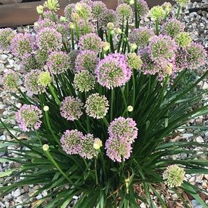 Meet your Posher, Bridgette